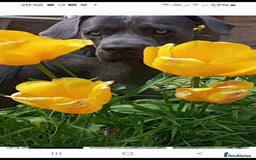 Cane Corso dogs for sale: Beautiful Blue Cane Corso Puppies - Image 13