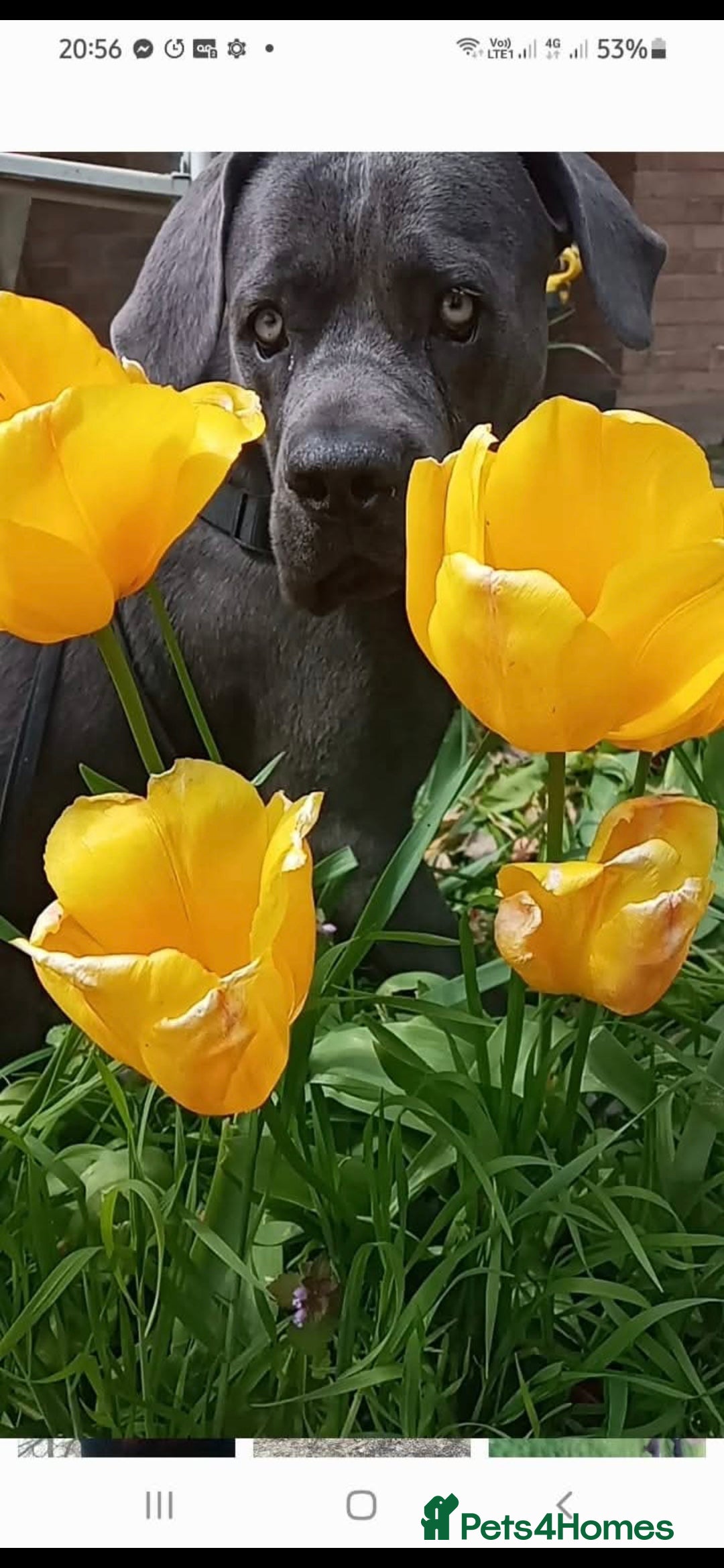 Cane Corso dogs for sale: Beautiful Blue Cane Corso Puppies - Image 13