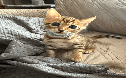 Bengal cats for sale: 🐾 Purebred Bengal Kittens for Sale 🐾 - Image 9