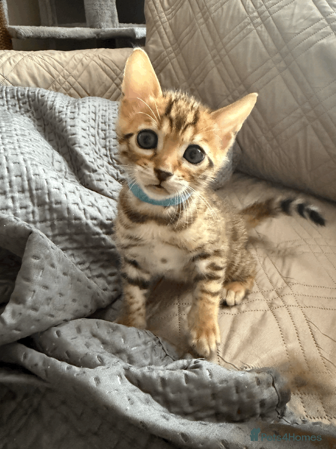 Bengal cats for sale: 🐾 Purebred Bengal Kittens for Sale 🐾 - Image 9