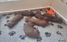 Cocker Spaniel dogs for sale: Working cocker spaniel puppies - Advert 1