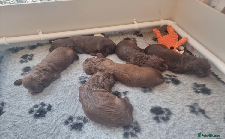 Cocker Spaniel dogs Working cocker spaniel puppies - Advert 7