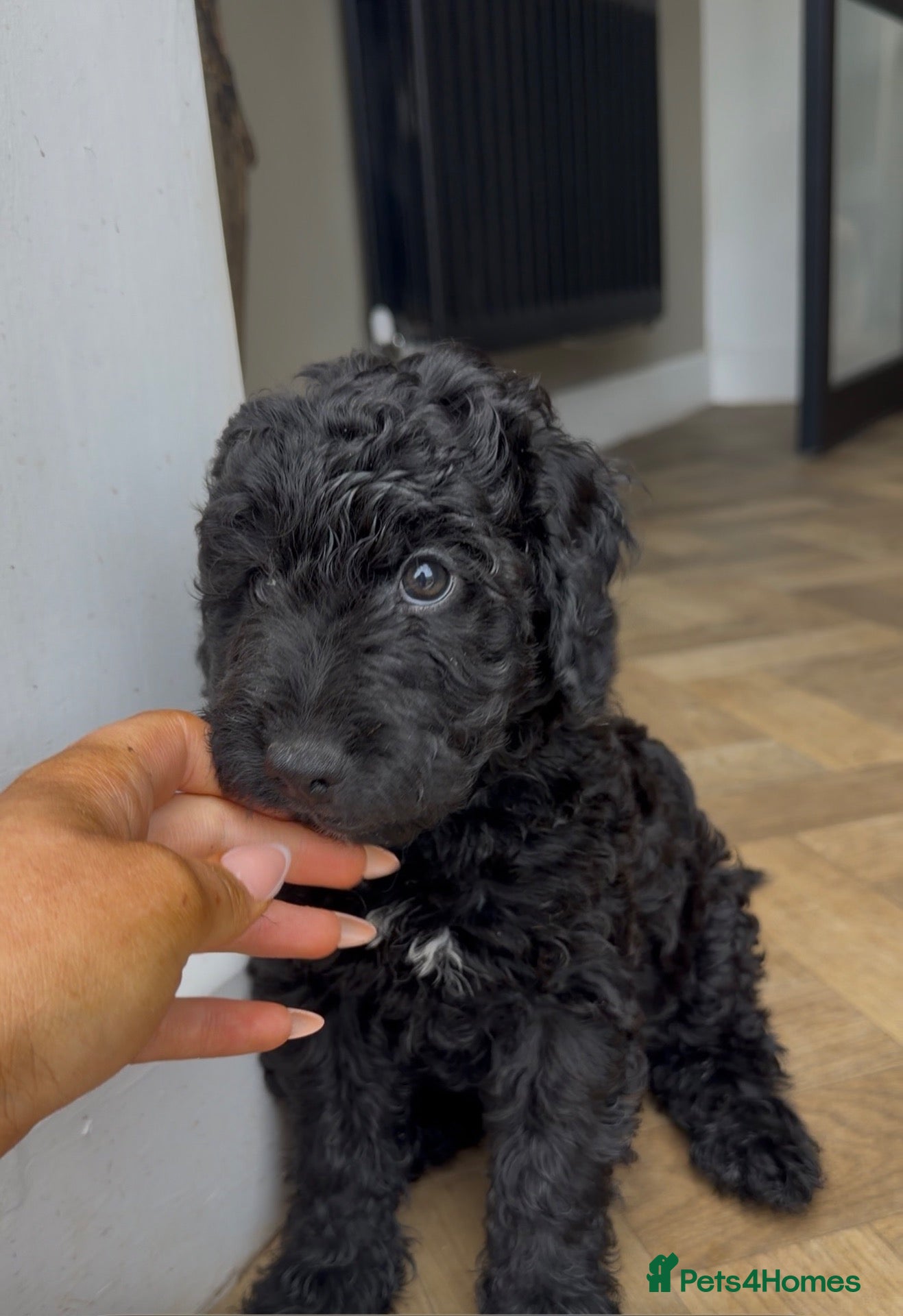 Cockapoo dogs  cockapoo litter f2 - Advert 20