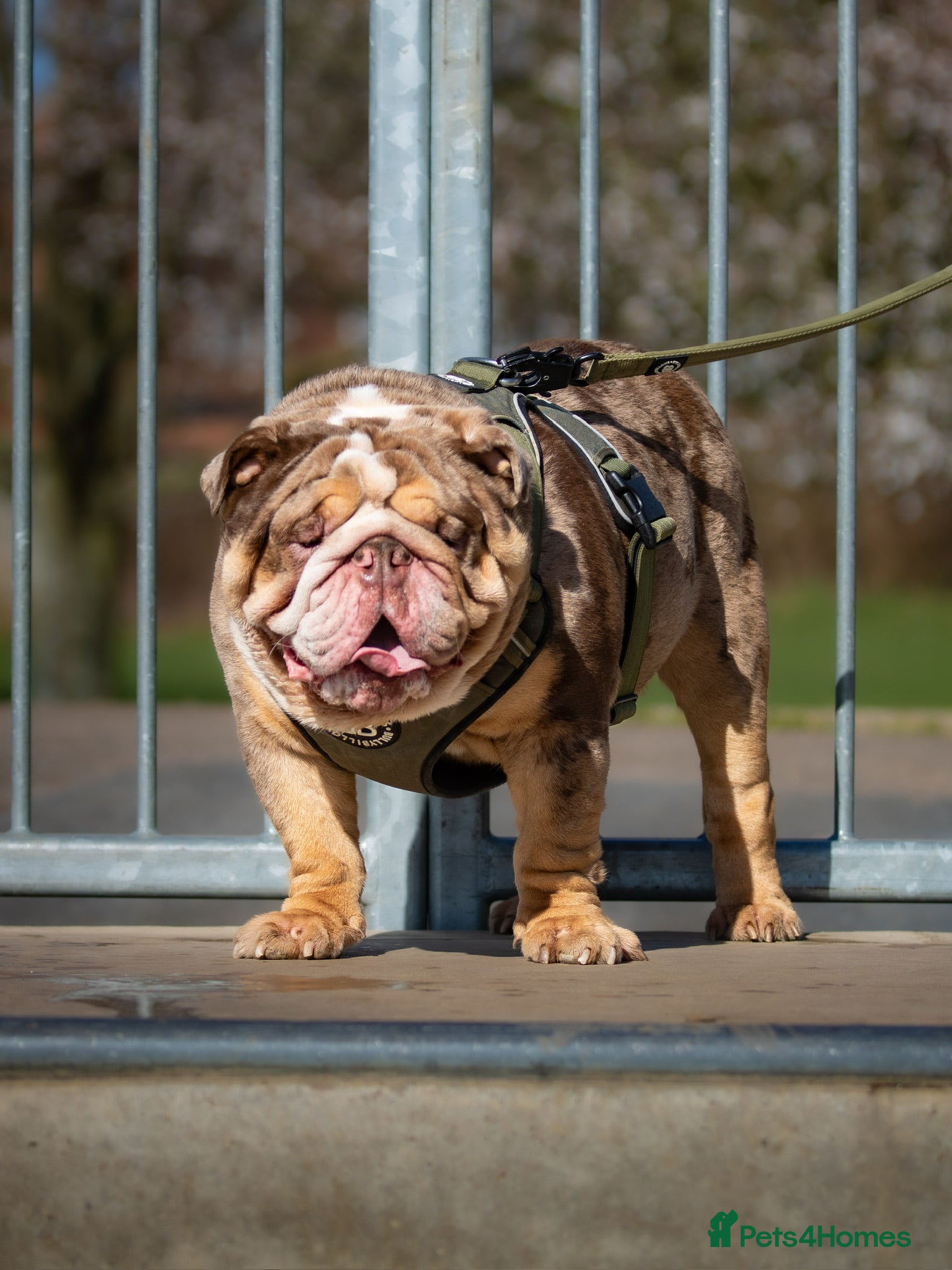 English Bulldog dogs * Choc n tan Merle STUD - PROVEN! (MR MAGOO) in Stevenage - Advert 4