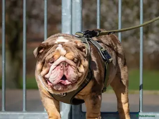 English Bulldog dogs * Choc n tan Merle STUD - PROVEN! (MR MAGOO) in Stevenage - Advert 20