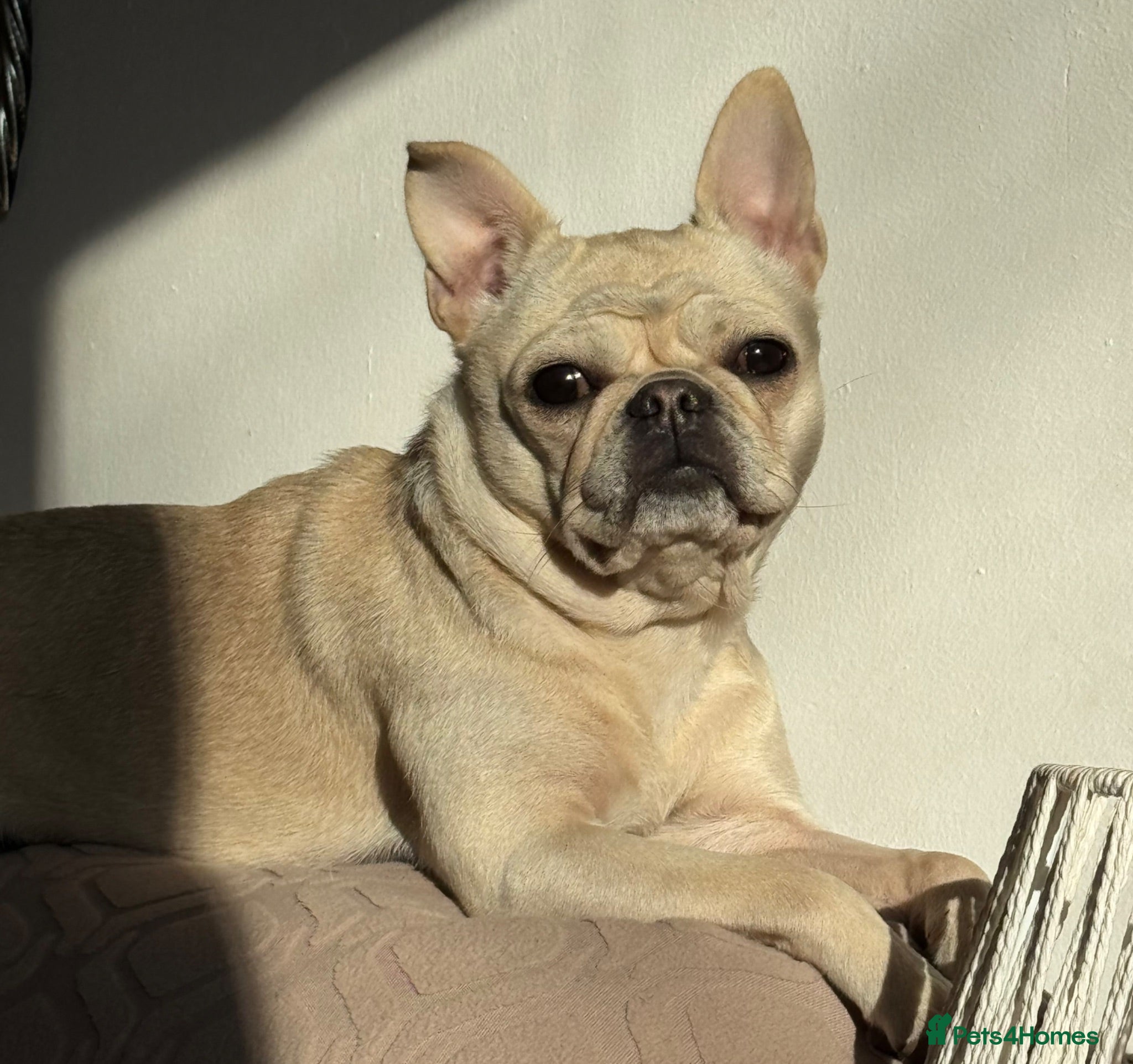 French Bulldog dogs Nearly 2 year old female  - Advert 1