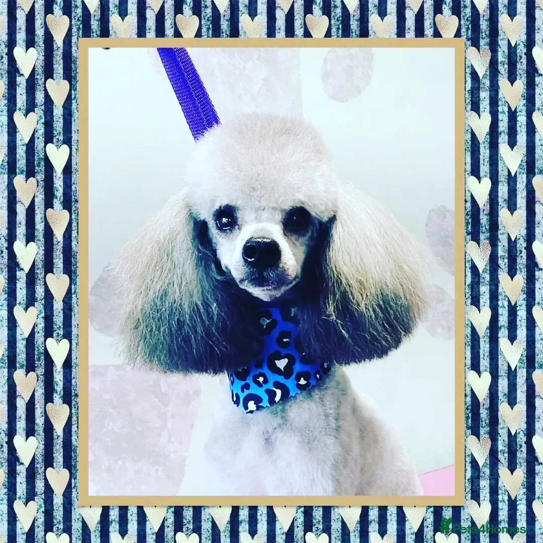 Toy Poodle dogs for stud: Silver Toy poodle  in Verwood - Advert 3