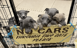 Whippet dogs for sale: Whippet puppies Northamptonshire - Image 1