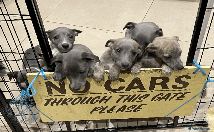 Whippet dogs - Advert 6