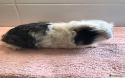 Guinea Pig rodents for sale: Self Black Boar -Pair of Fox Boars and Merino Boar - Advert 4