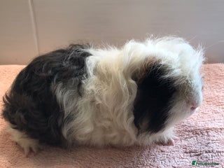 Guinea Pig rodents - Advert 30