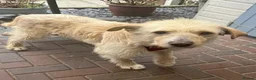 Mixed Breed dogs for adoption: A heart full of love: Meet Pearl. - Advert 3