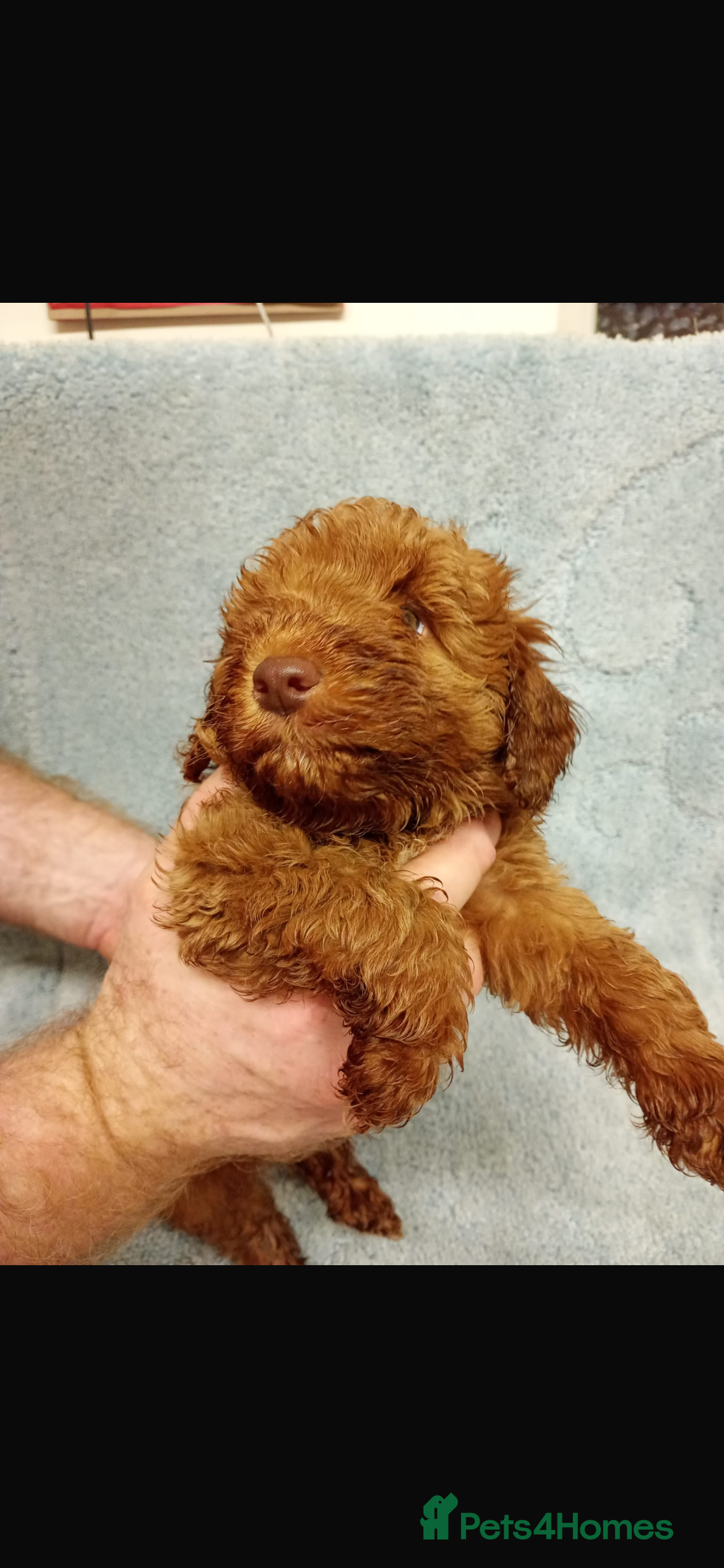 Cockapoo dogs An adorable cockapoo puppy - Advert 1