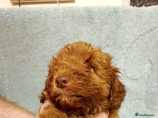 Cockapoo dogs An adorable cockapoo puppy - Advert 5