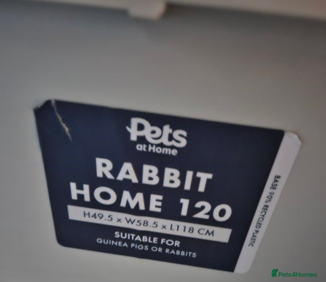 Netherland Dwarf rabbits for sale: Beautiful female rabbit and set up  - Advert 4