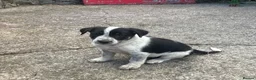 Border Collie dogs for sale: 5 Border Collie Puppies for sale in Ruthin - Advert 6