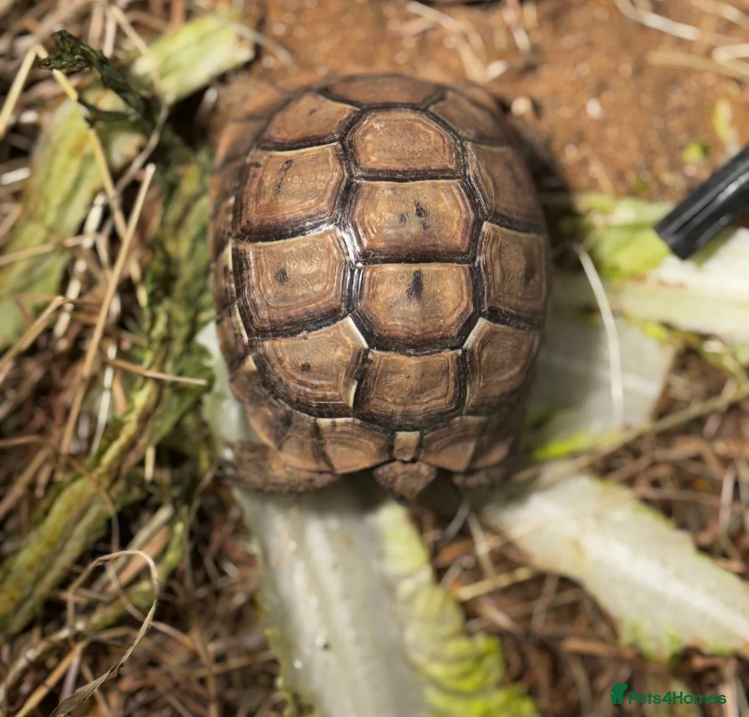 Tortoise reptiles for sale: Beautiful baby Tortoise 🐢  - Advert 2
