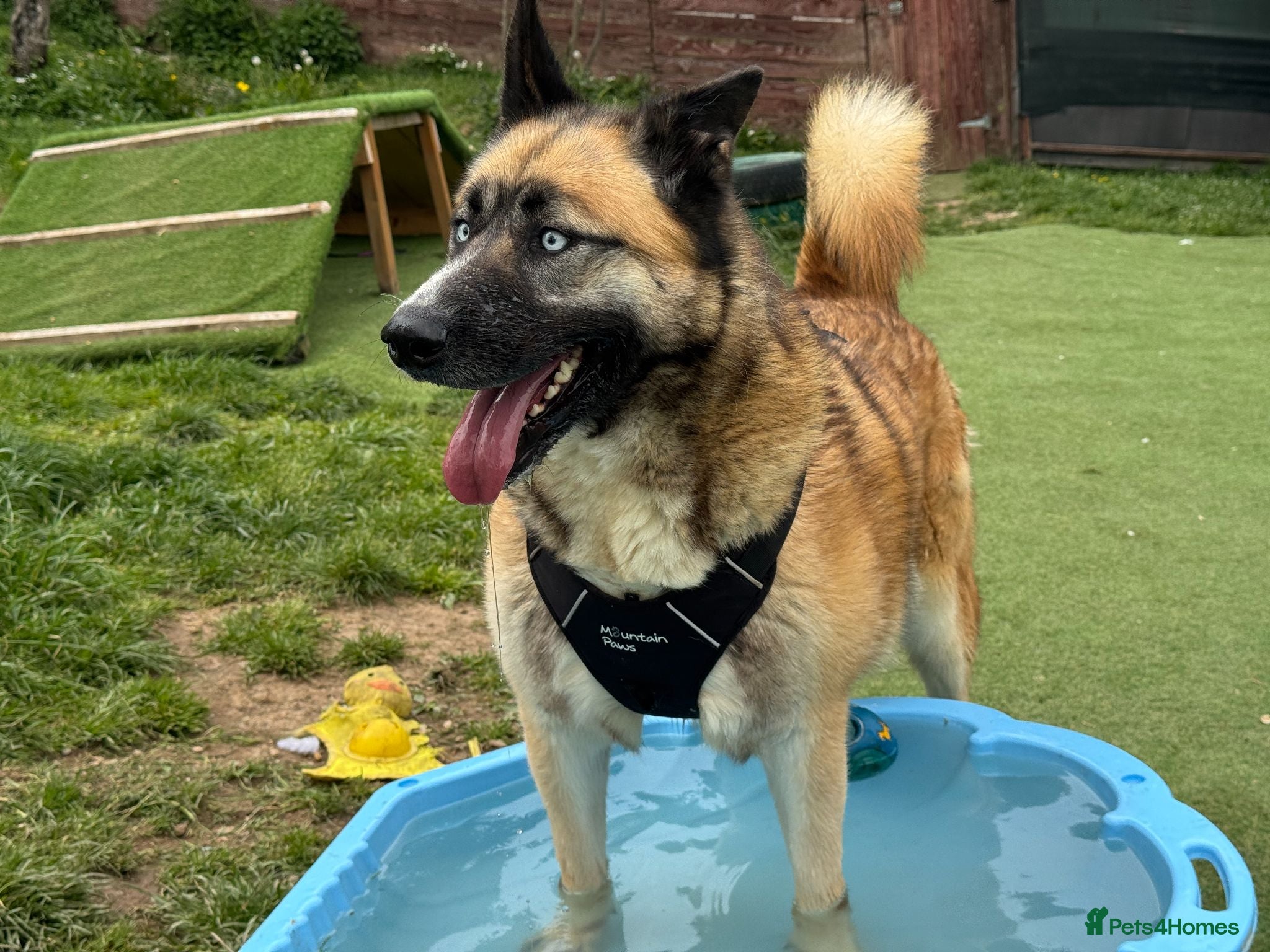 Mixed Breed dogs  RONI  - Advert 2