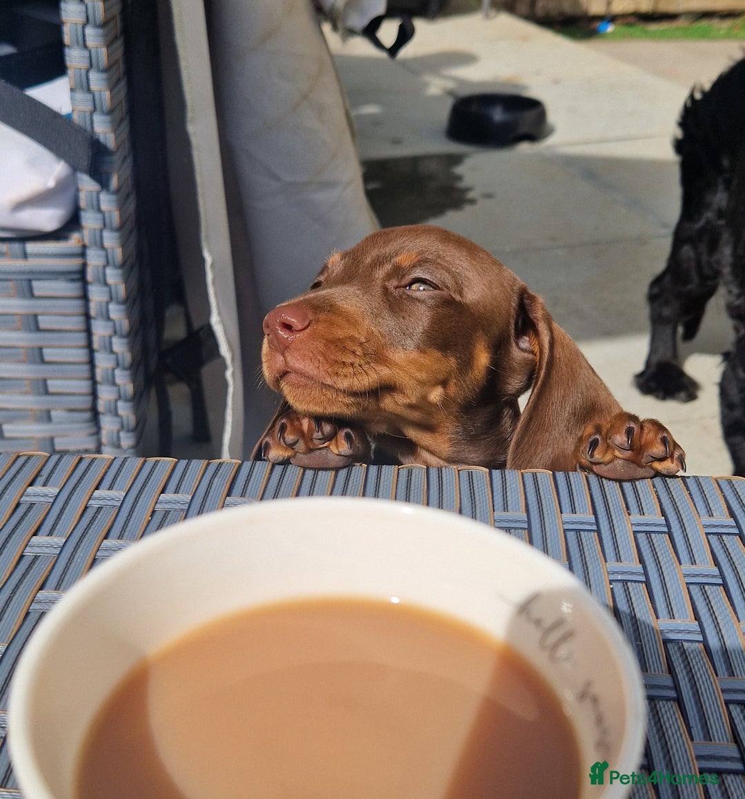 Miniature Dachshund dogs for sale: Chocolate & Red Mini Daxies - Image 1