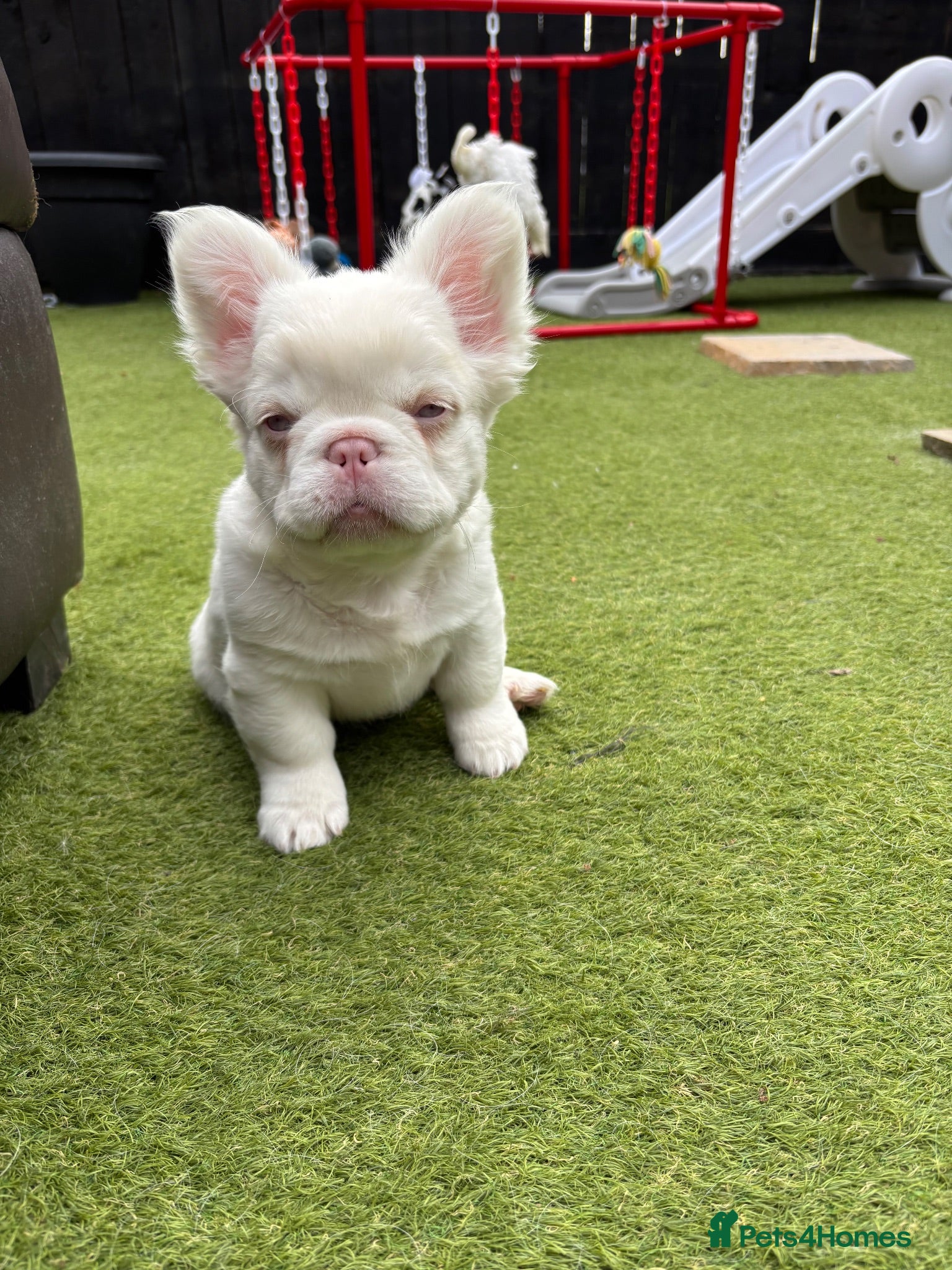 French Bulldog dogs Fluffy pink French bulldogs - Advert 2