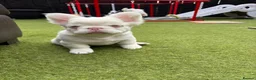 French Bulldog dogs for sale: Fluffy pink French bulldogs - Advert 1