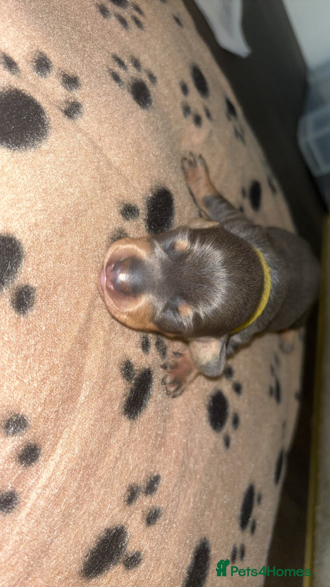 Miniature Dachshund dogs for sale: Blue & Tan Miniature Dachshund  - Advert 27