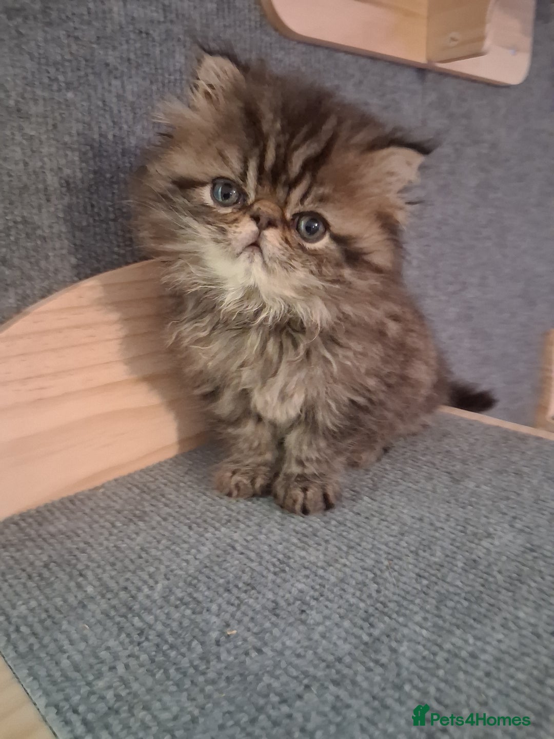 Persian cats for sale: Boys!!!!!Persian golden Chinchillas - Advert 9