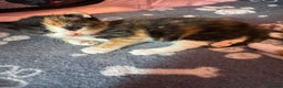 Mixed Breed cats for sale:  Beautiful tortoise shell half maincoon kittens  - Advert 9