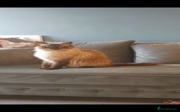 Ragdoll cats for sale: Health tested beautiful ragdoll kittens  - Image 17