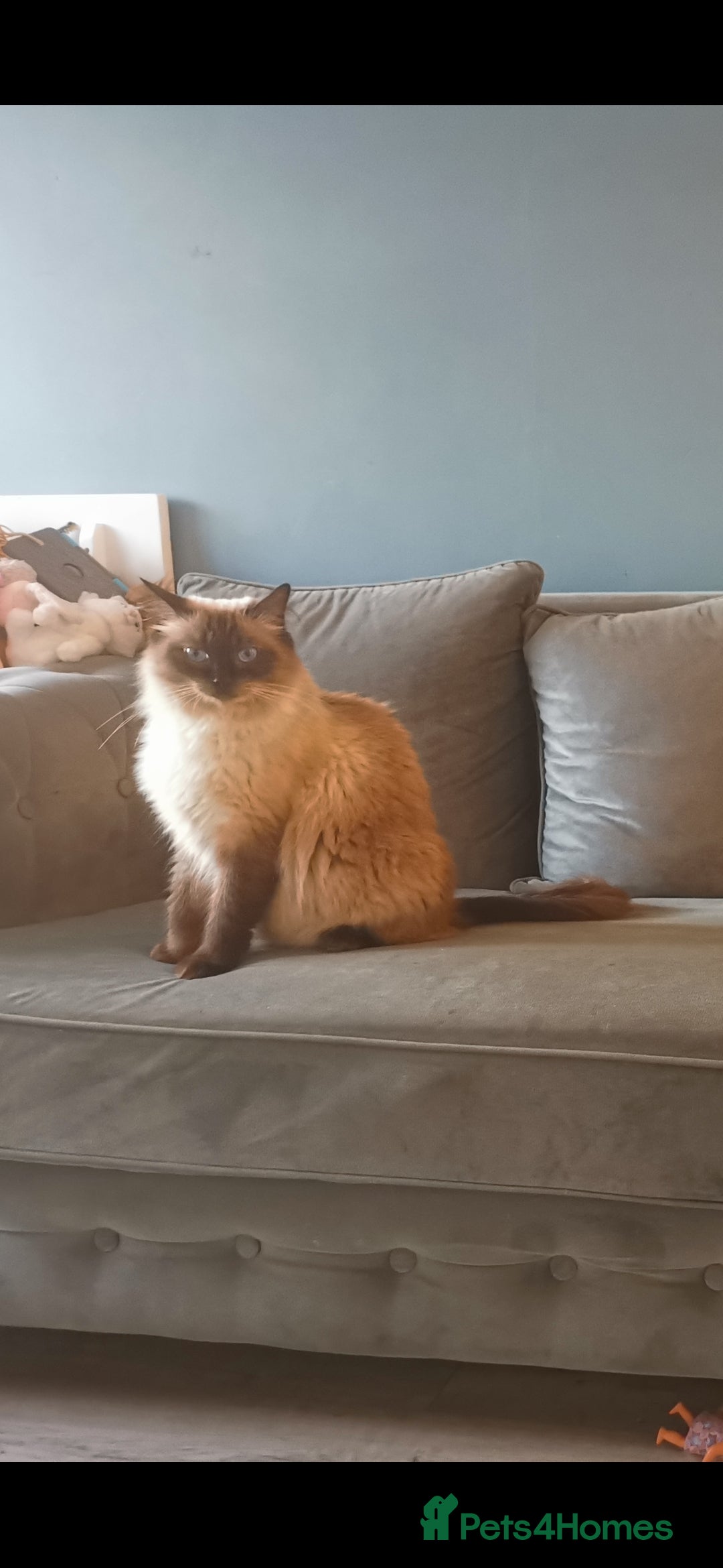 Ragdoll cats for sale: Health tested beautiful ragdoll kittens  - Image 17
