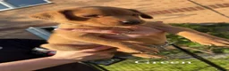 Labrador Retriever dogs for sale: Absolutely stunning kc registered fox red pups - Advert 12