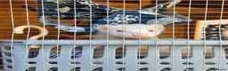Ferret rodents for sale: Ferrets need forever home  in Letchworth Garden City - Advert 3
