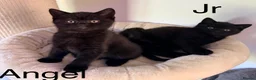 British Shorthair cats for sale: Gorgeous black BSH kittens available.  - Advert 5