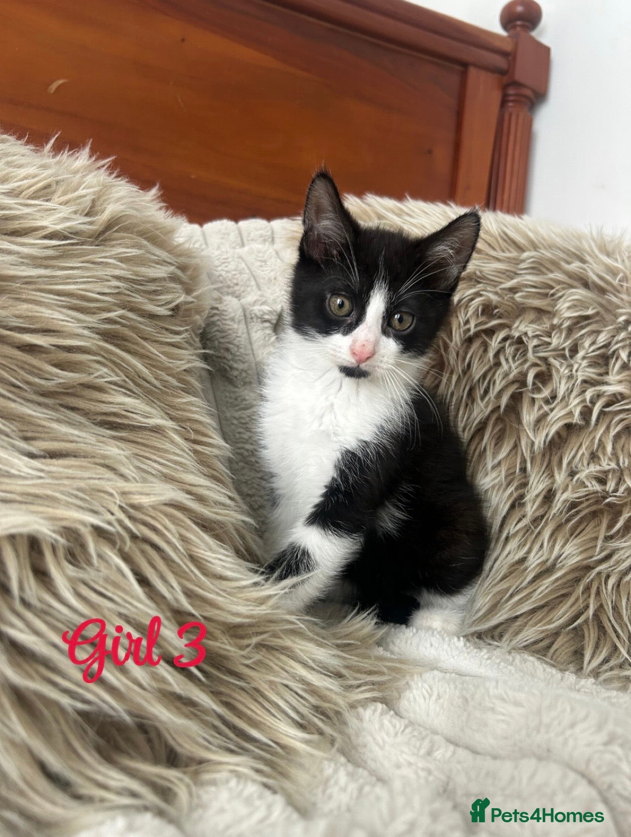 Mixed Breed cats Maincoon/tabby kittens 🐈‍⬛❤️ - Advert 1
