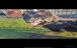 German Shepherd dogs for sale: Perfect 1 year old German Shephard - Long Haired - Image 5