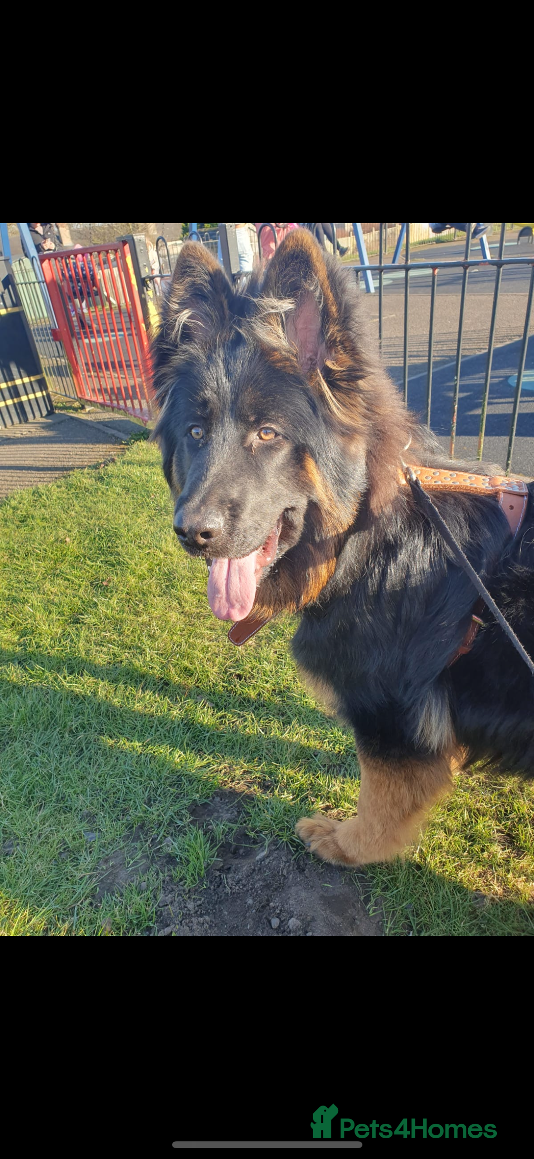 German Shepherd dogs for sale: Perfect 1 year old German Shephard - Long Haired - Image 5