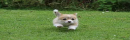 Welsh Corgi Pembroke dogs for sale: Pembroke corgi pups - Advert 18
