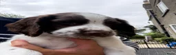 English Springer Spaniel dogs for sale: Kc reg Ftch English springer spaniels.  - Advert 6