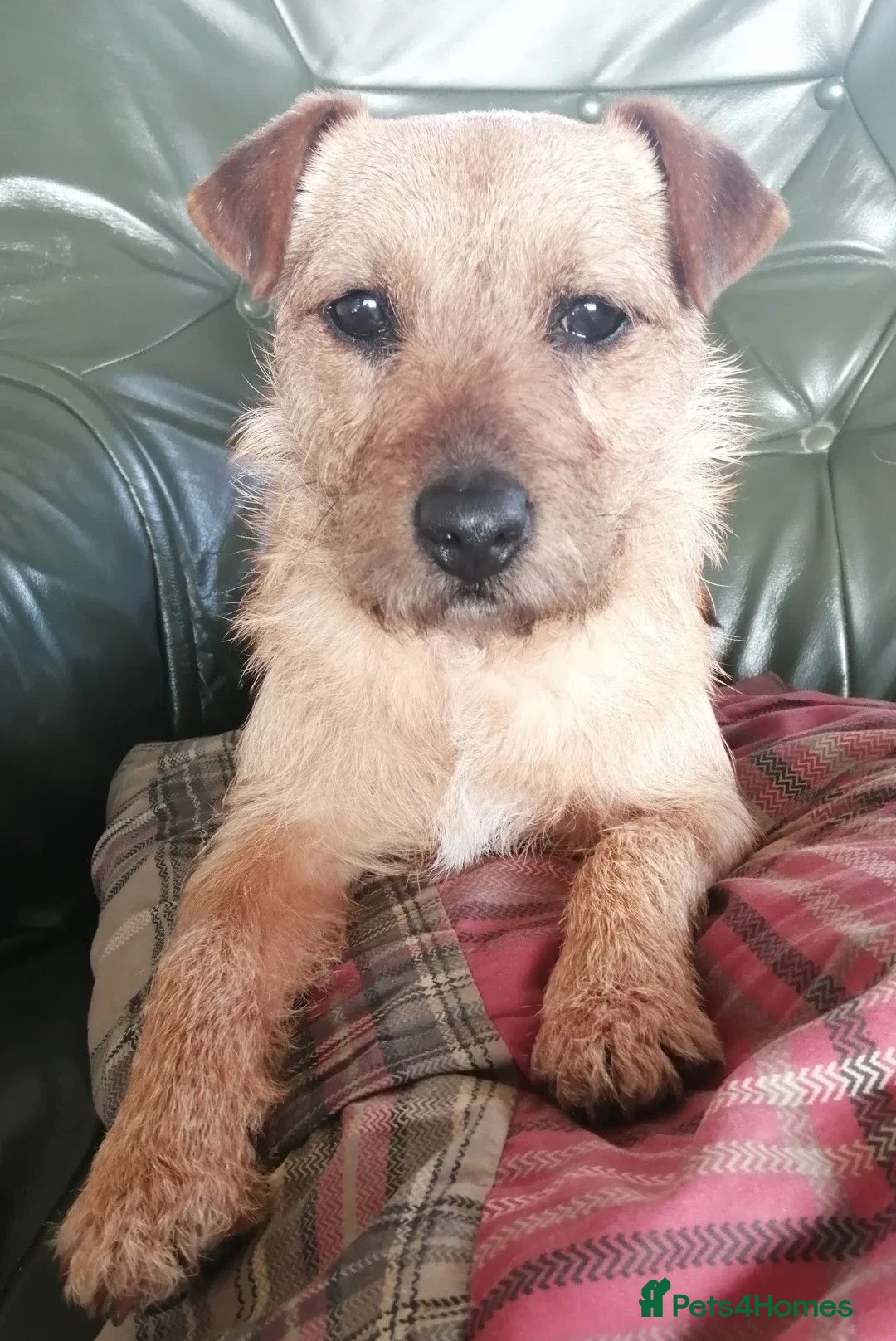 Mixed Breed dogs for sale: Gorgeous litter of Terriers - Advert 2