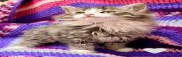 Maine Coon cats for sale: 💖 MAINE COON X RAGDOLL *PARENTS HEALTH TESTED* 💖 - Advert 23