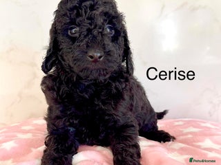 Cockapoo dogs - Advert 31