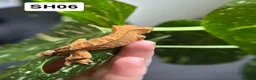 Gecko reptiles for sale: Baby Crested Geckos For Sale 🦎 - Advert 7