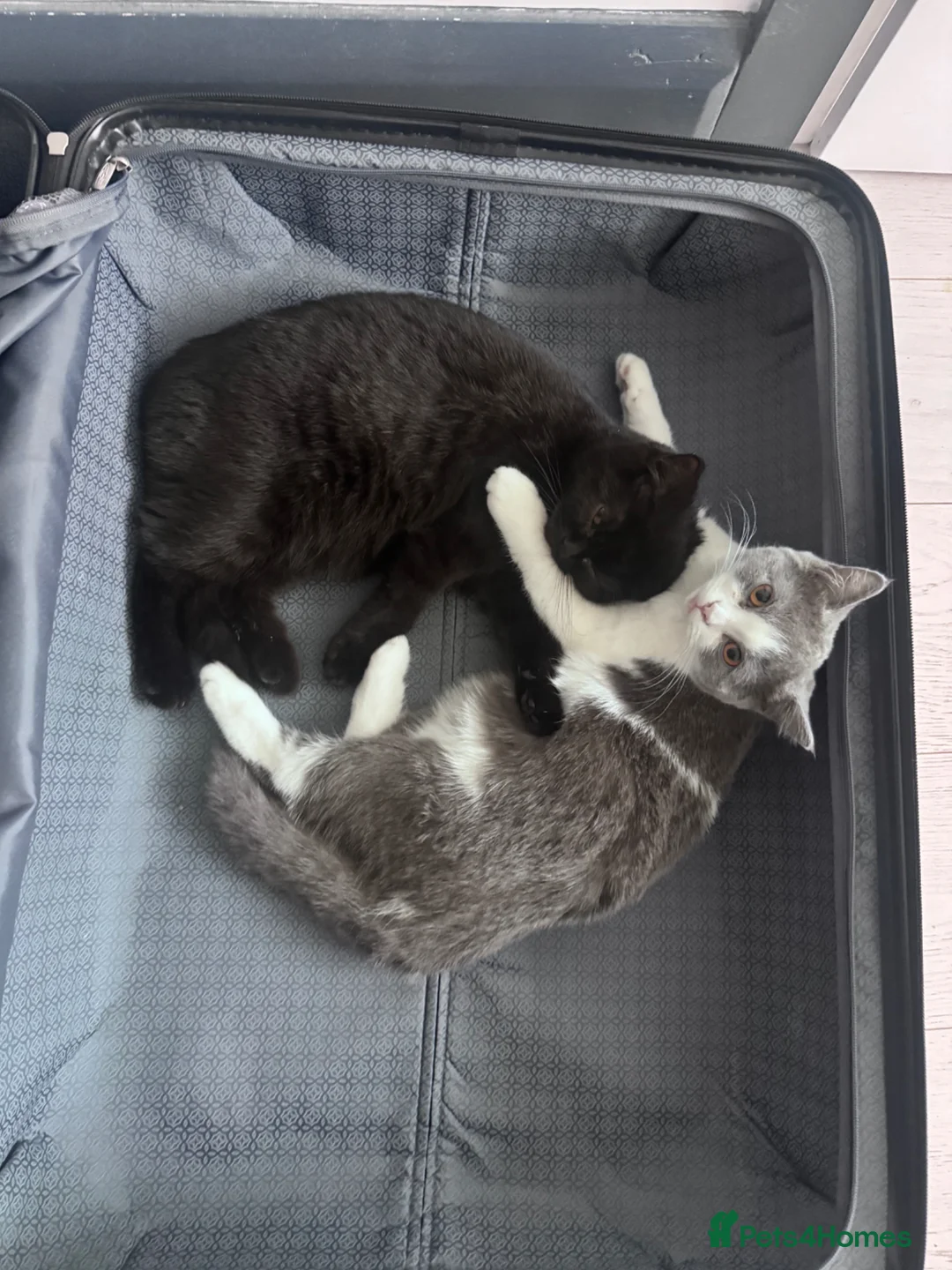 Mixed Breed cats for sale: Beautiful Sister Cats Looking for a Loving Home  - Advert 2