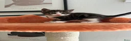Mixed Breed cats for sale: 5 week old kittens -2 girls and 1 boy  - Advert 4