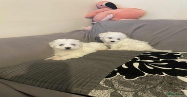 Maltese dogs - Advert 6