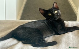 Bengal cats for sale: Two adorable Blue/Melanistic Bengal Kittens TICA  in Benfleet - Image 37