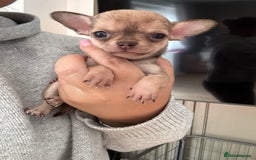 Chihuahua dogs for sale: Last little chihuahua boy - Image 4