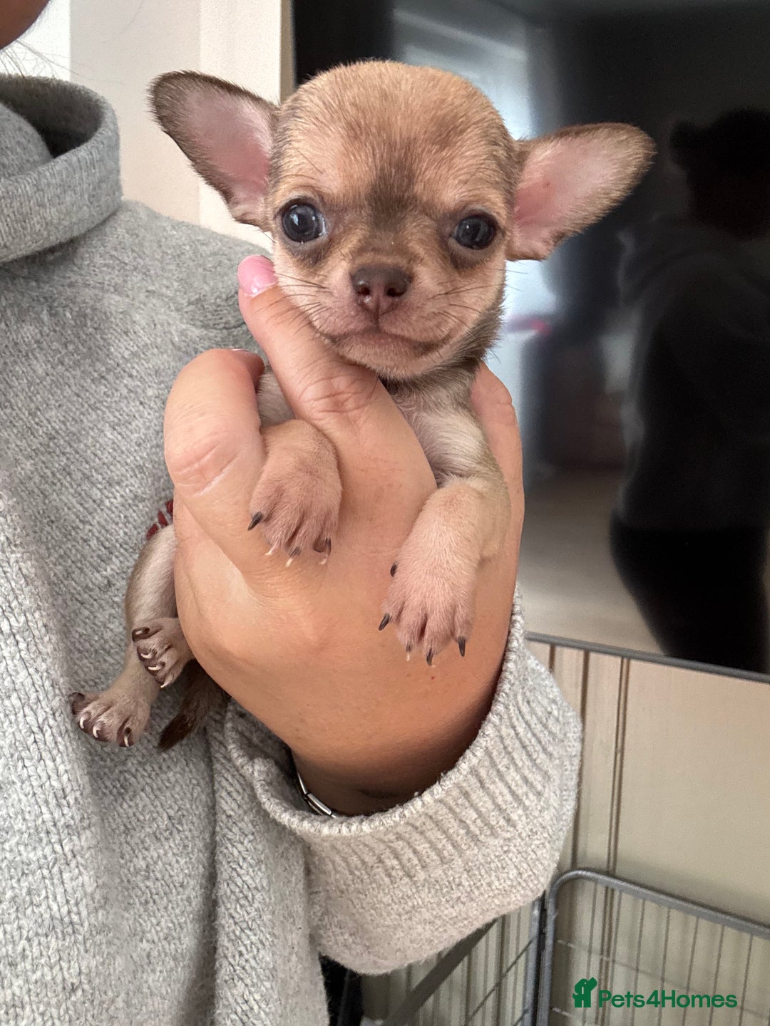 Chihuahua dogs for sale: Last little chihuahua boy - Image 4