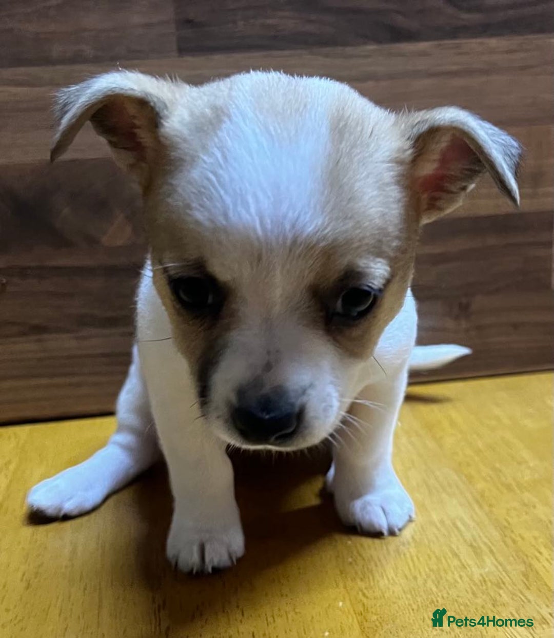 Mixed Breed dogs for sale: Jack Russell with a hint of Bichon Frise. - Image 6