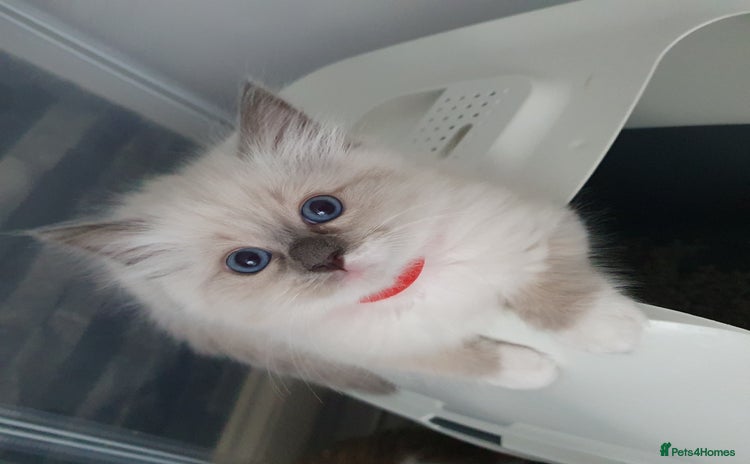 Ragdoll cats - Advert 1